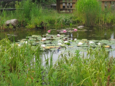 Langer Tag der Stadtnatur 2015