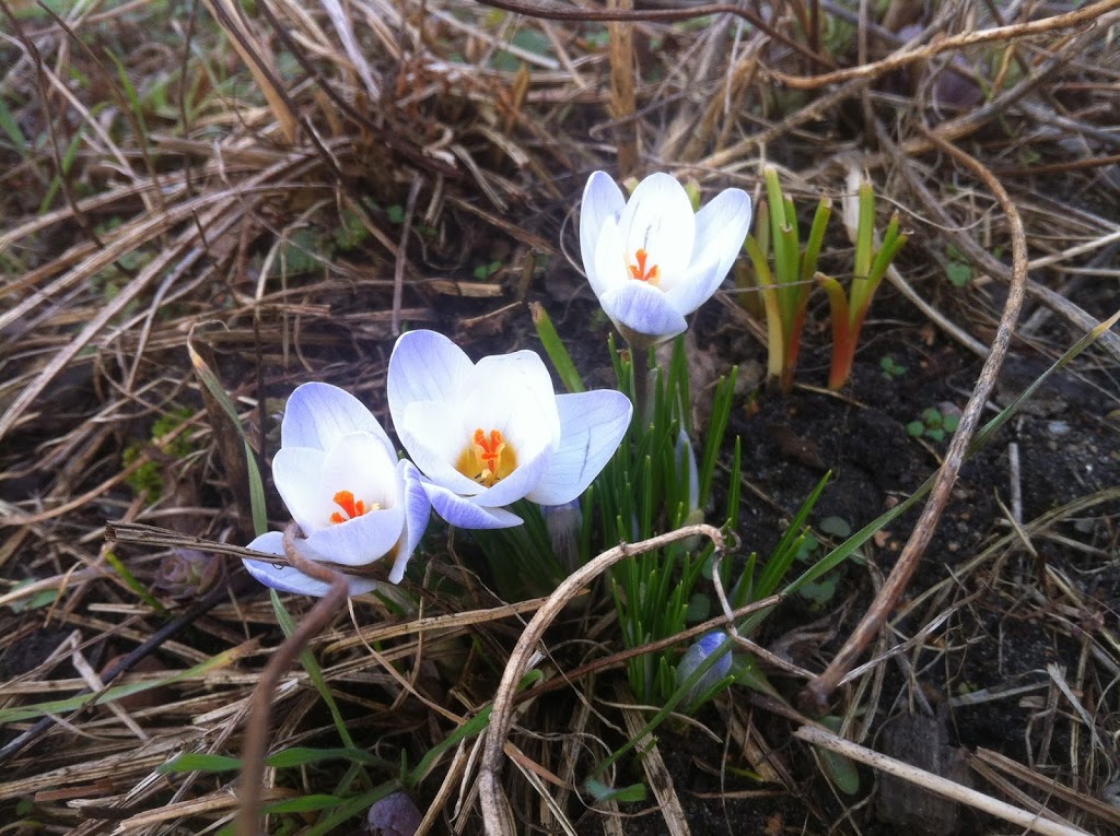 Hallo Frühling!