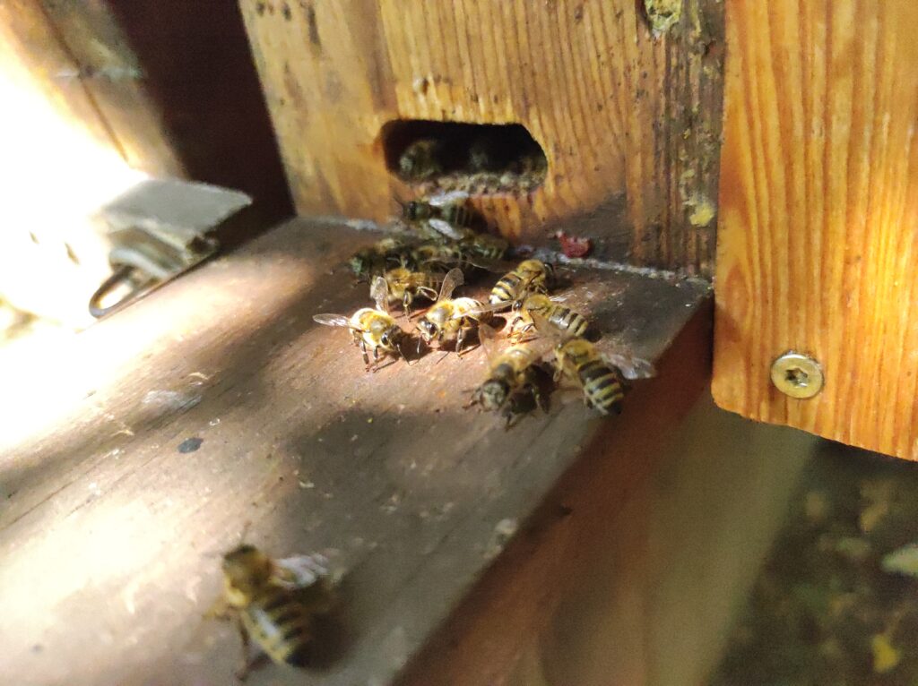 Nahaufnahme von Bienen, die auf einem Brett vor dem Bienenstock sitzen