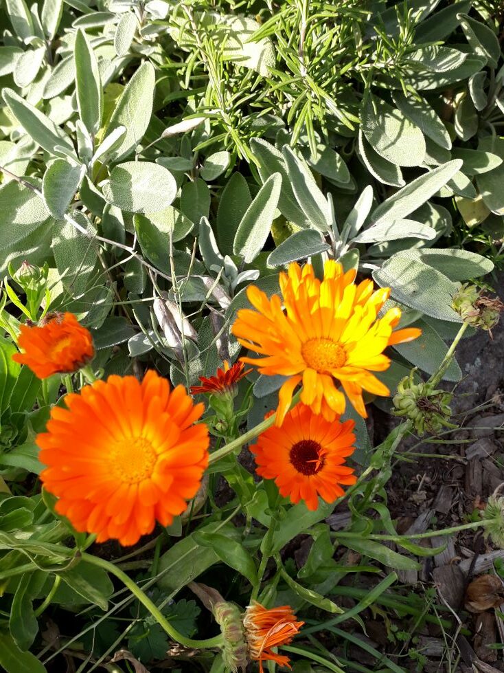 Gemeinsames Gärtnern & Herbstfest am Sa., 30.9.23