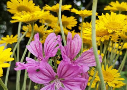 Frühsommer, Farben, Früchte – Impressionen aus dem Garten