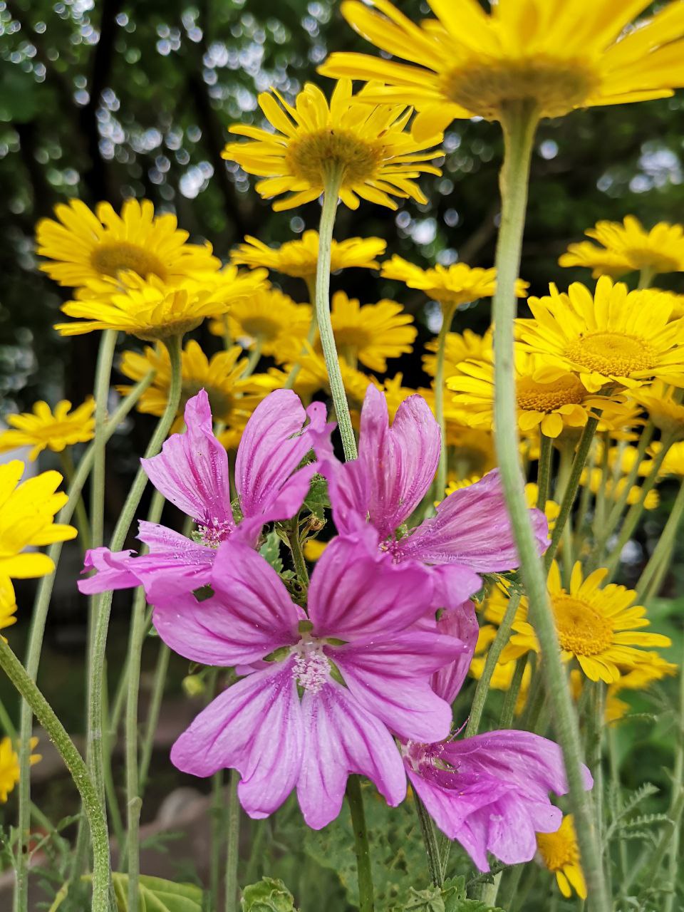 Frühsommer, Farben, Früchte – Impressionen aus dem Garten