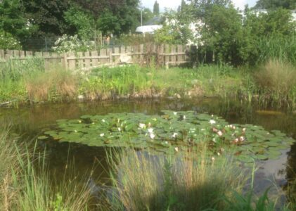Was ist los mit dem Teich?