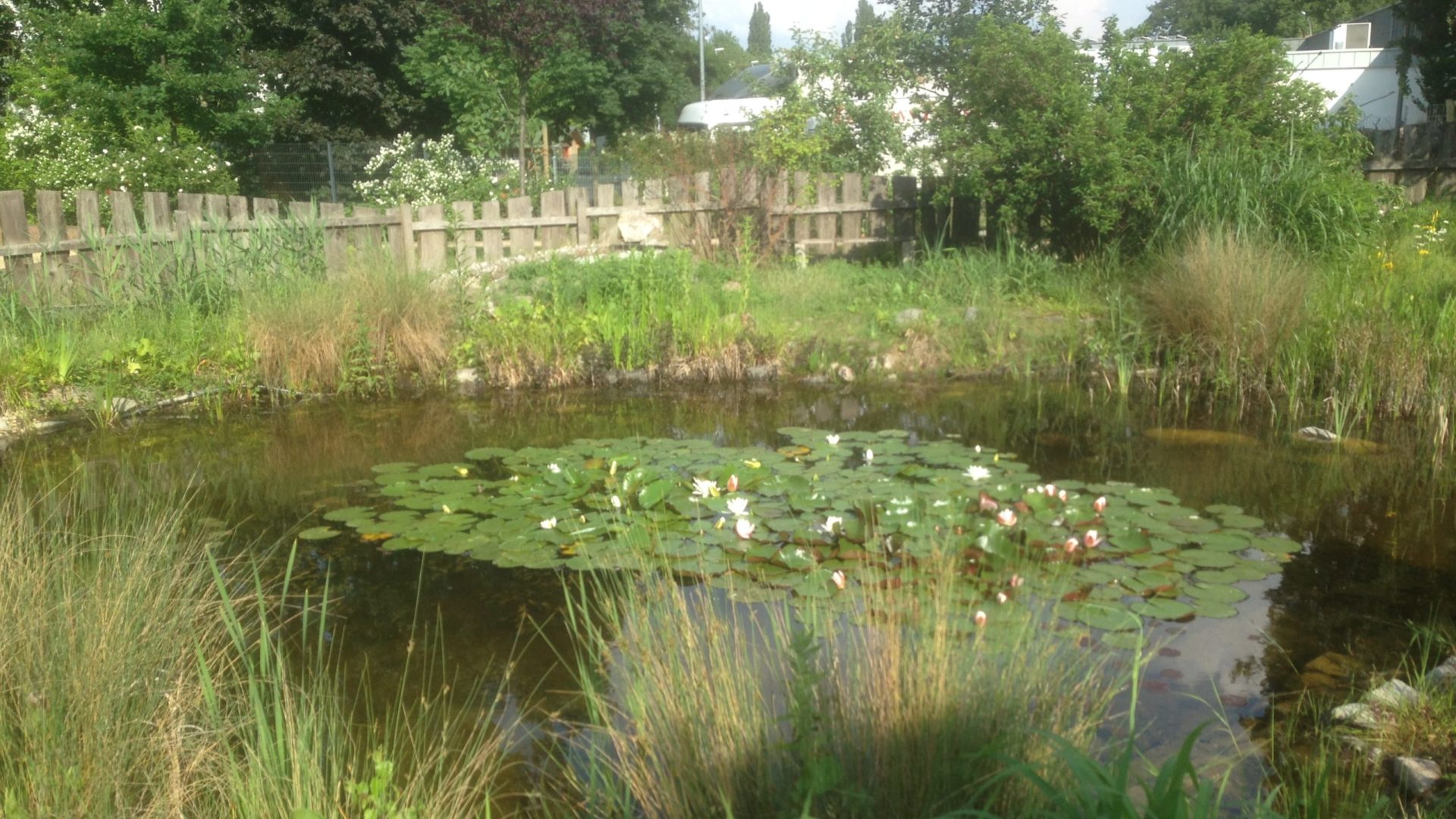 Was ist los mit dem Teich?