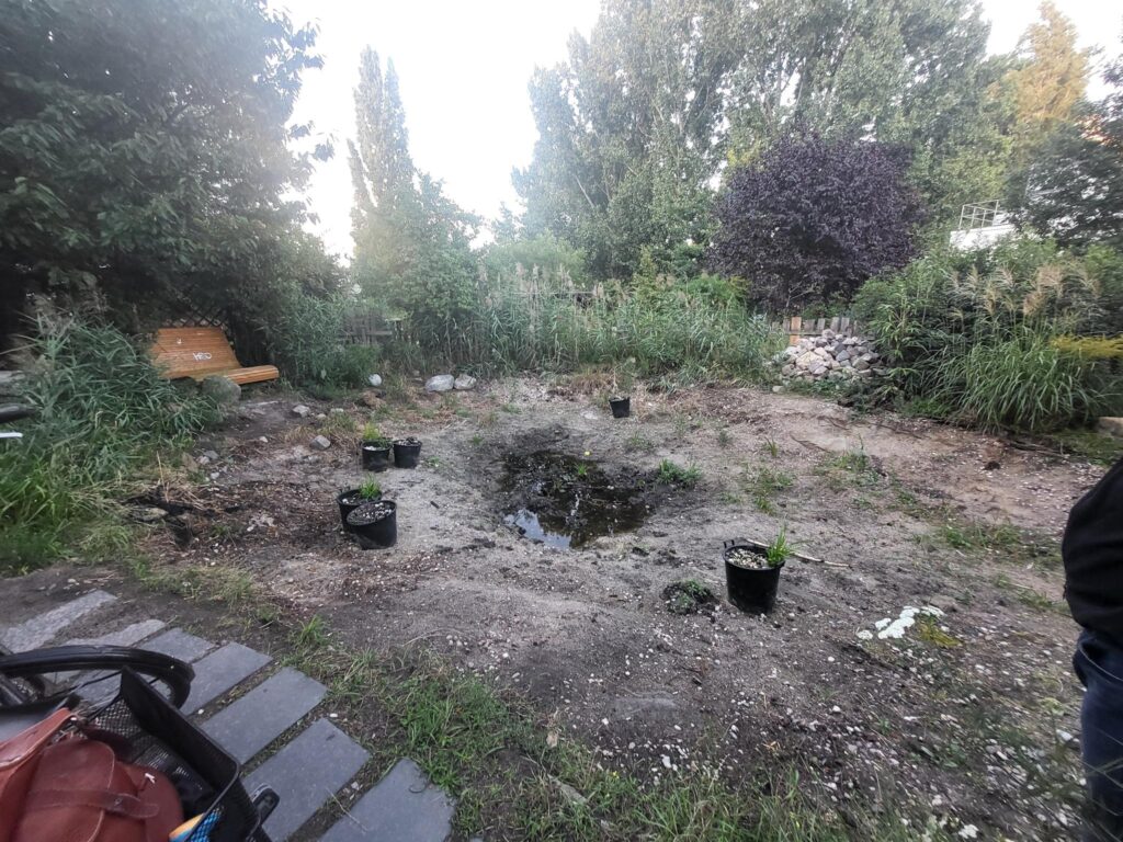 Der Teich schrumpft